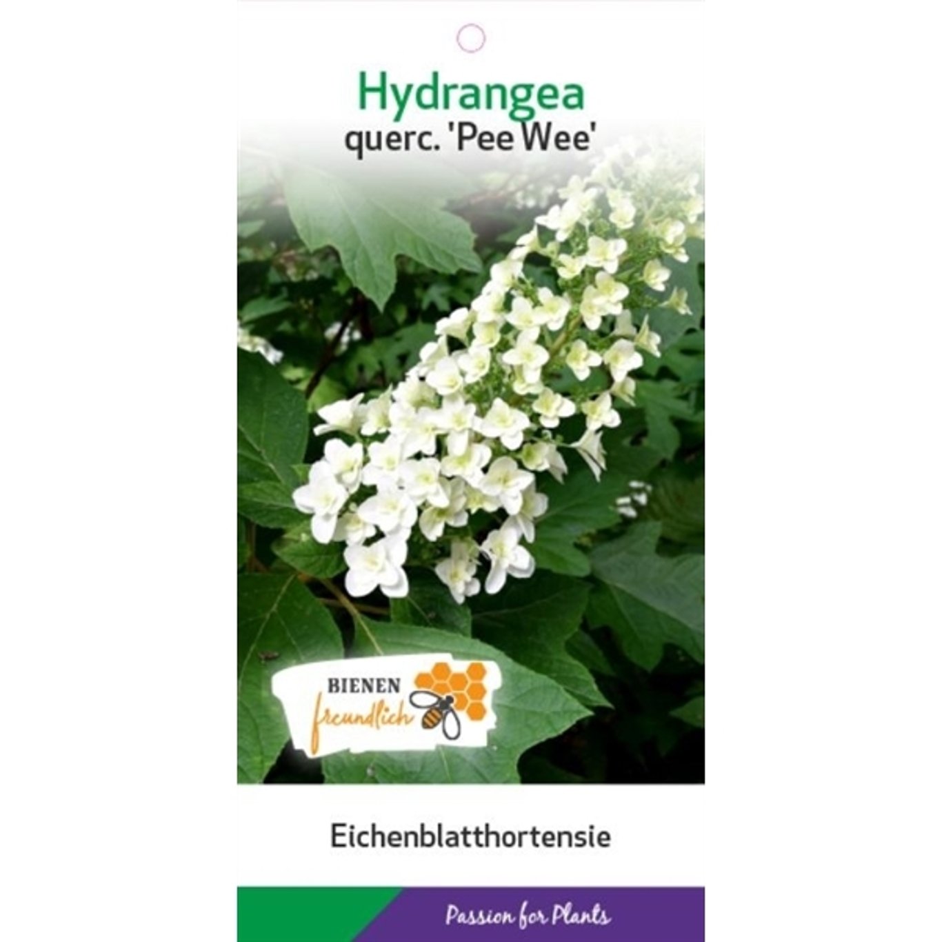 Ekbladshortensia – Hydrangea quercifolia 'Pee Wee' - C5 50-60 CM